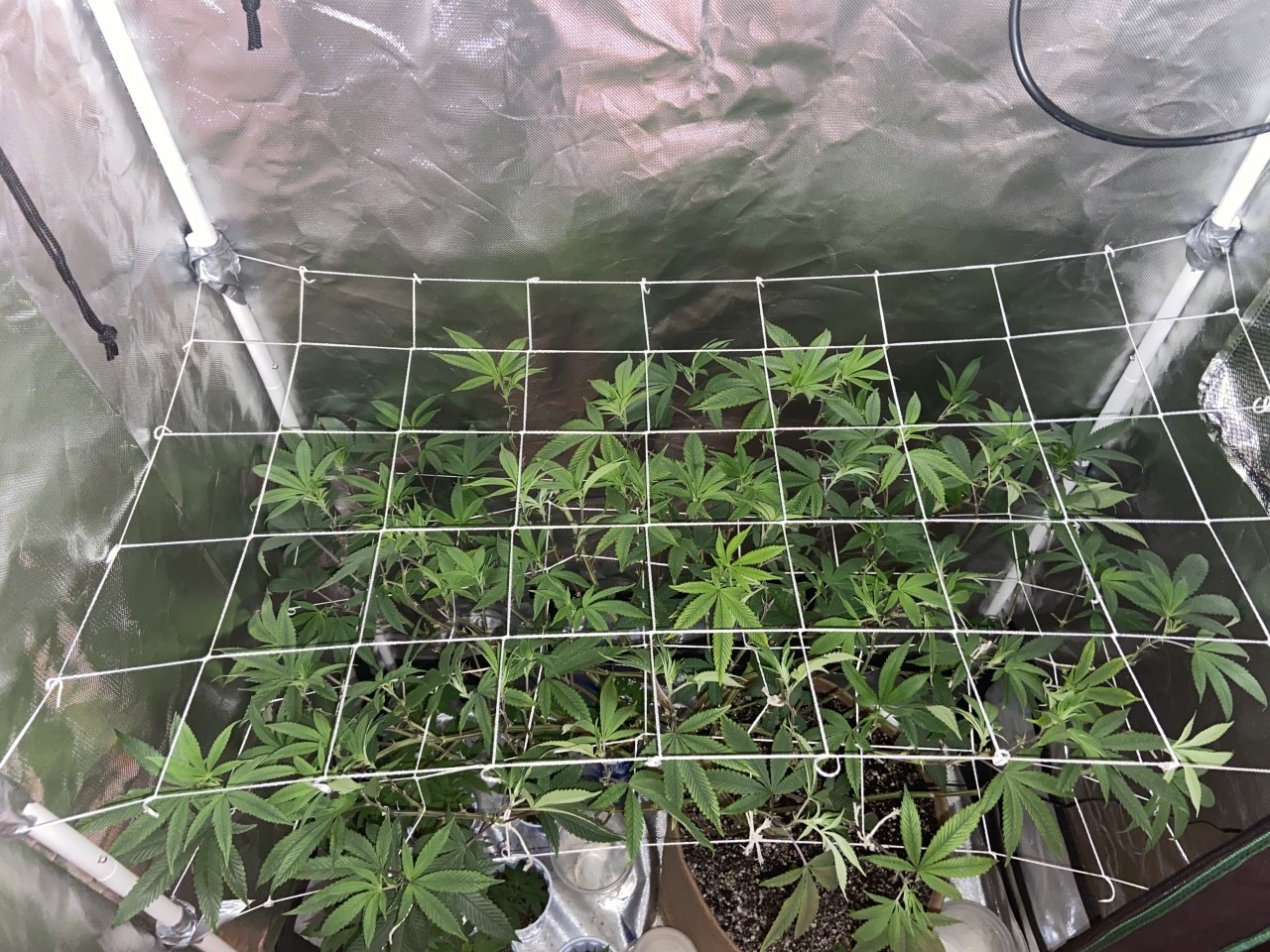 SB scrog