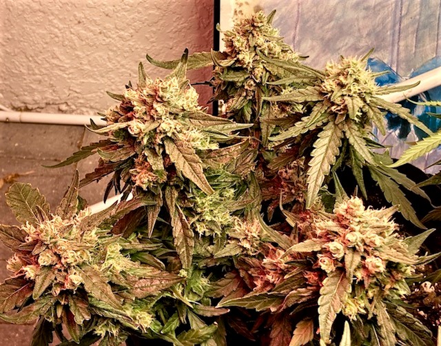 SB whole plant ridiculous buds 11 13.jpg