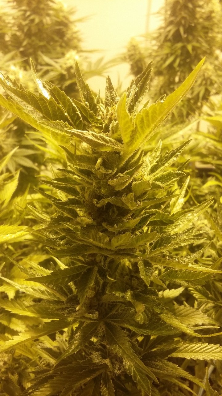 Sbg bud no flash