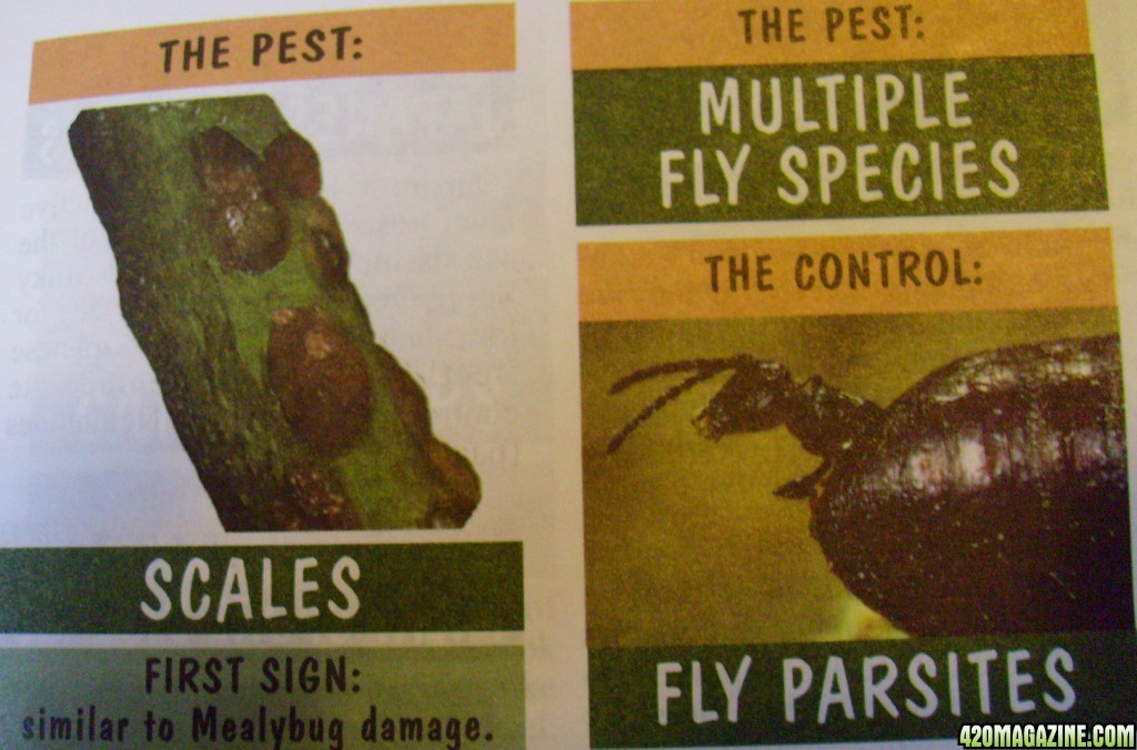 scales and fly parasites