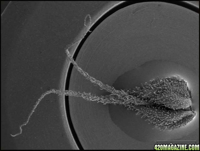 scanning electron microscope pics