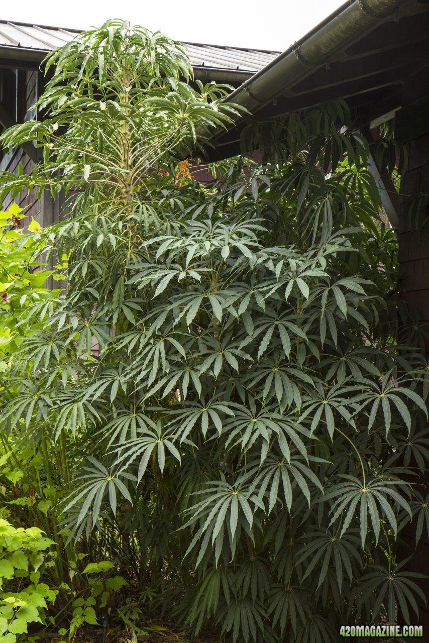 Schefflera