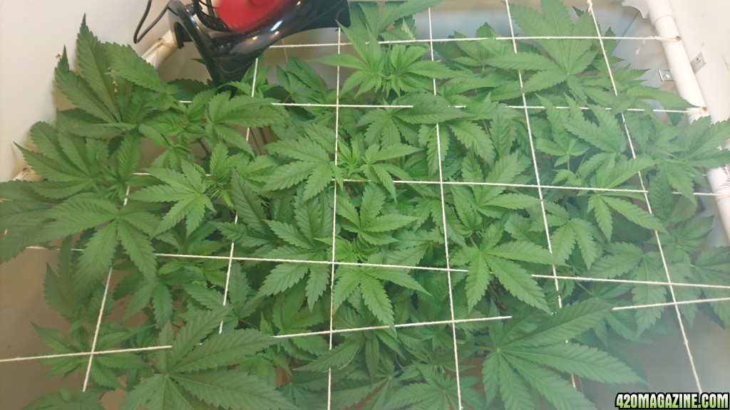 Scrog 1 top view