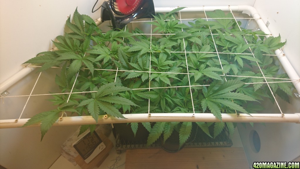 Scrog 2 top view