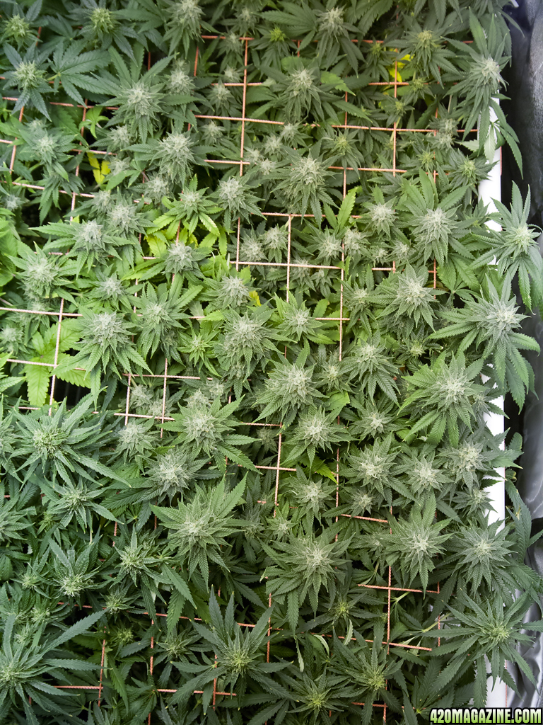 SCROG Canopy - Deadhead OG - Flower Day 36