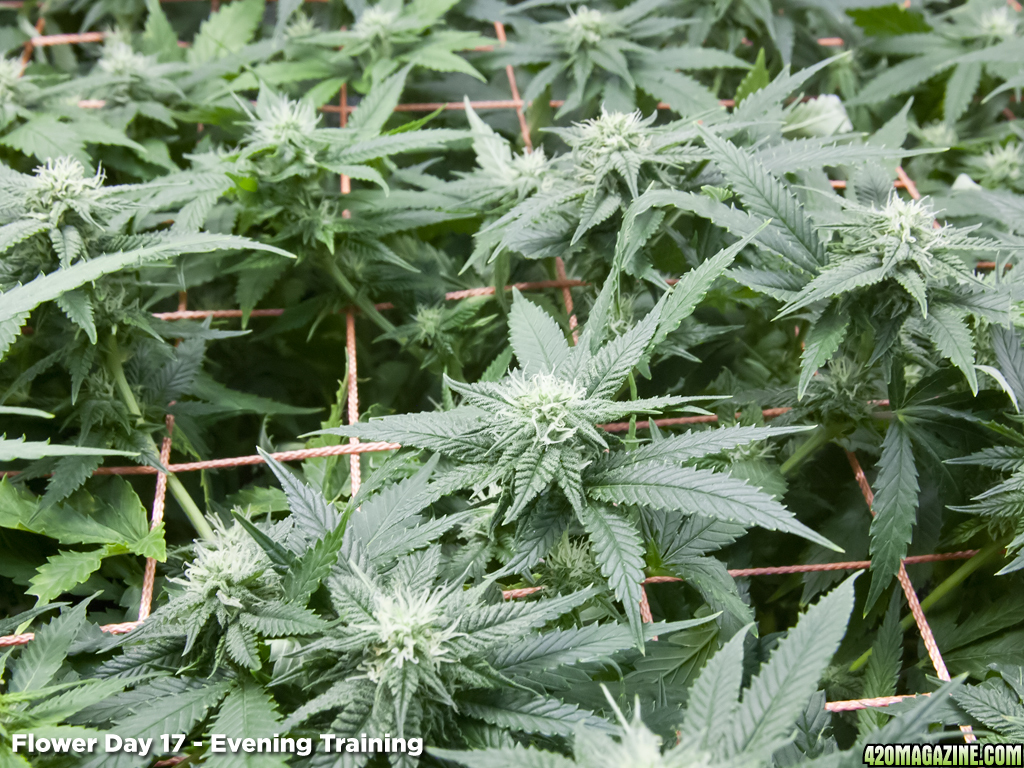 SCROG Canopy - Flower Day 17 - After Training