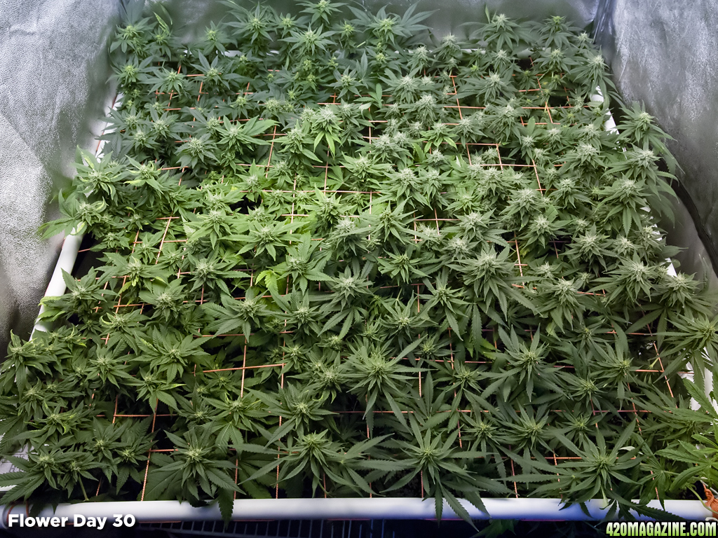 SCROG Canopy - Flower Day 30