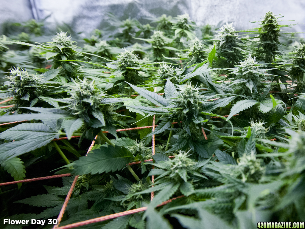 SCROG Canopy - Flower Day 30