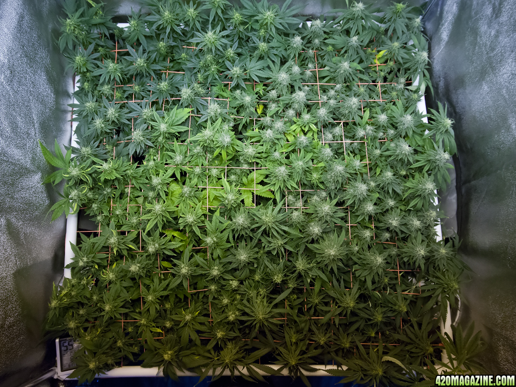 SCROG Canopy - Flower Day 36