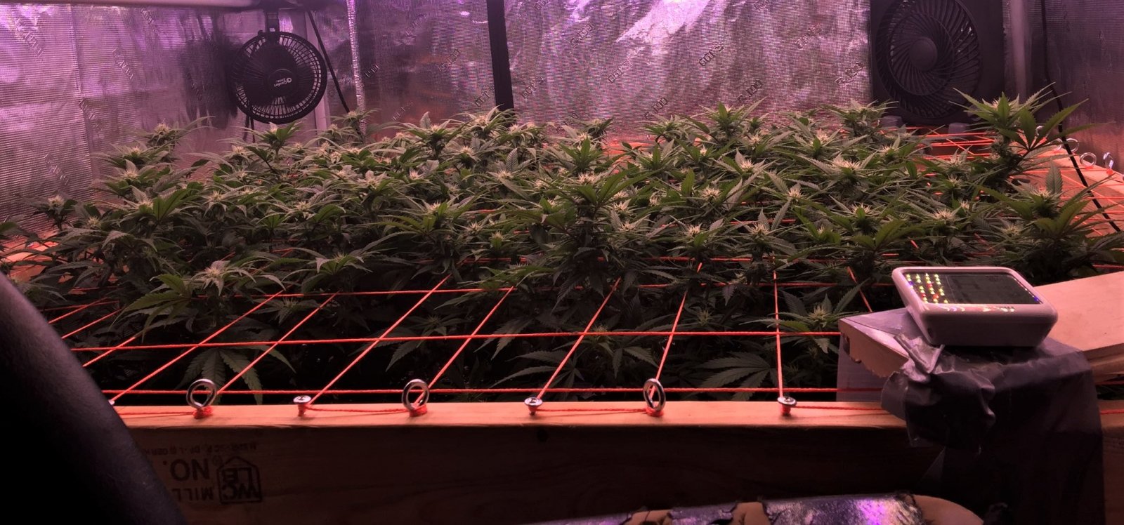 SCROG CANOPY VIEW MAY 21.jpg