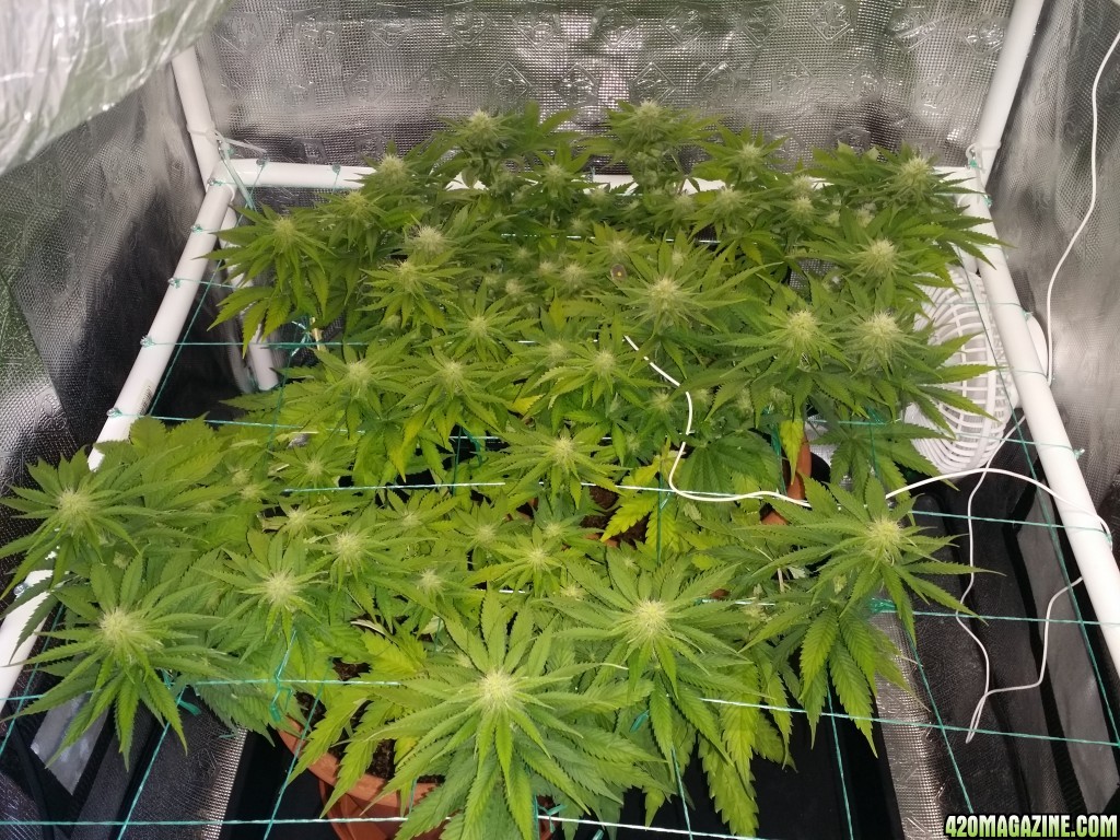 Scrog critical mass cbd crew yellowing?