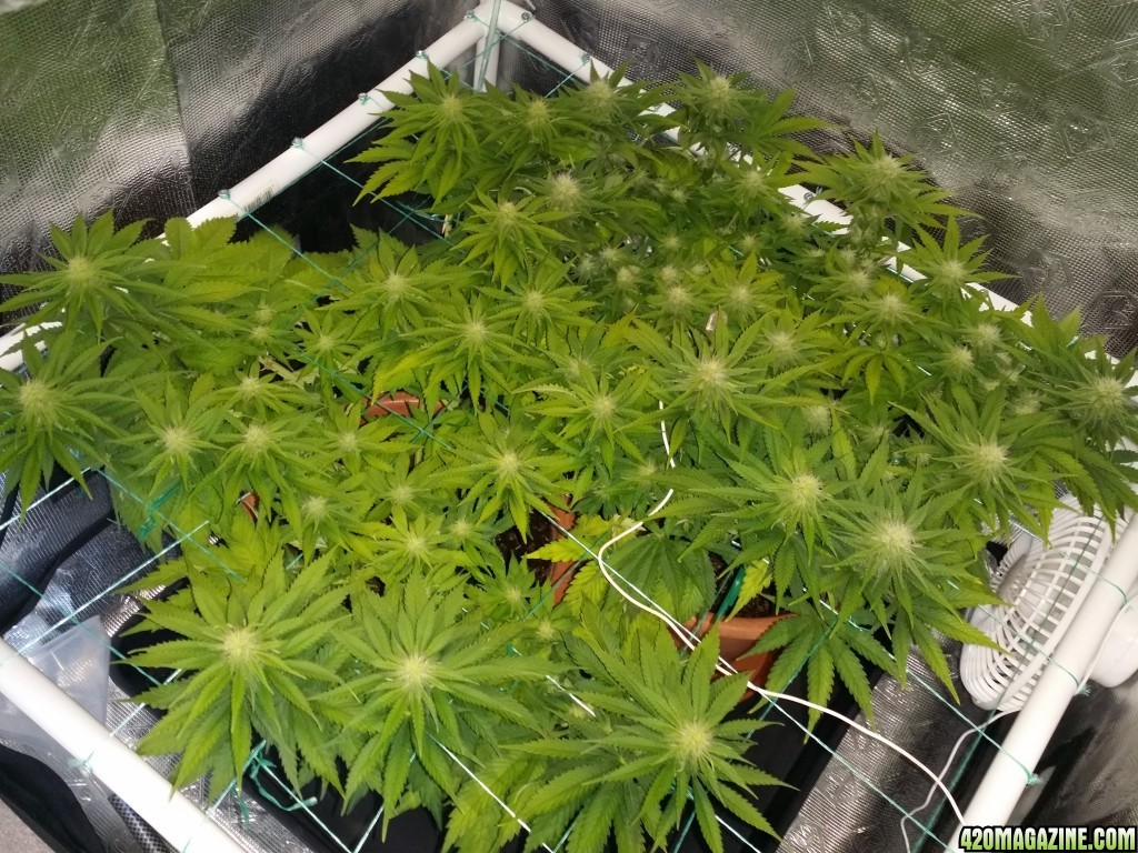 Scrog critical mass cbd crew yellowing?