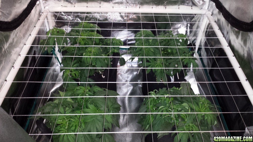 scrog equipment