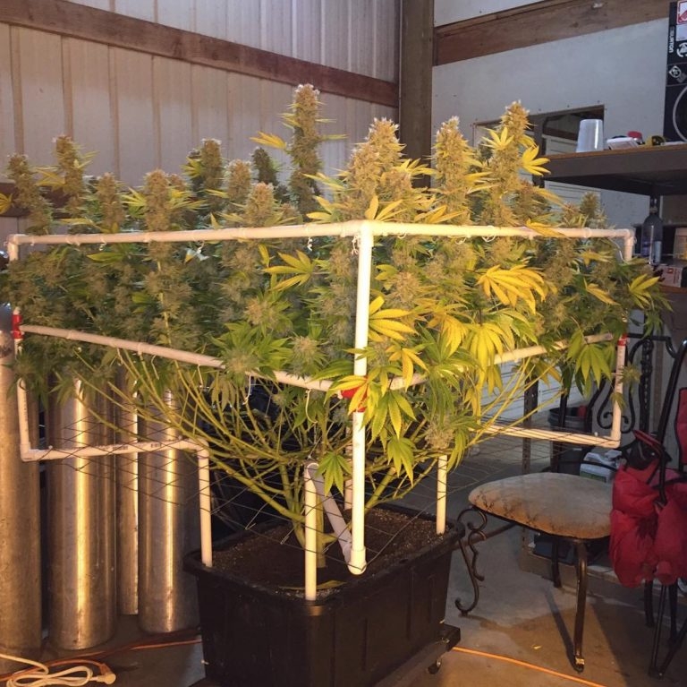 scrog-flower-768x767.jpg