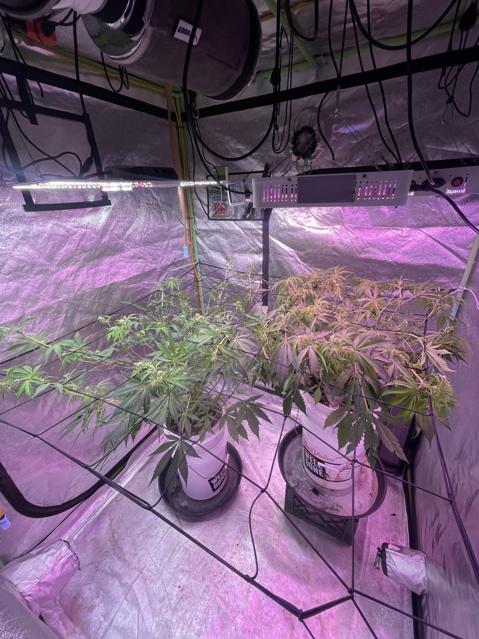 Scrog .jpeg