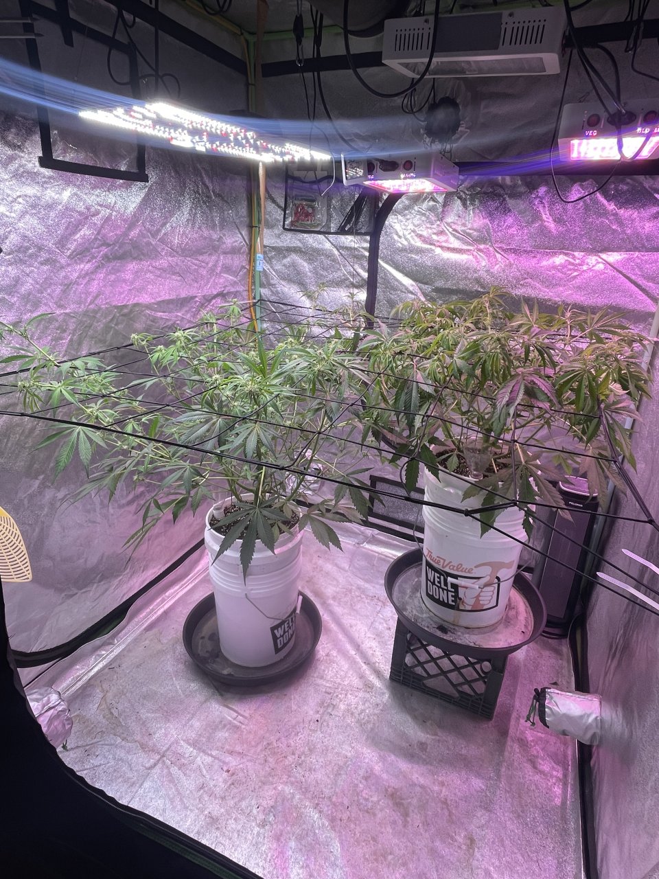 Scrog.jpeg