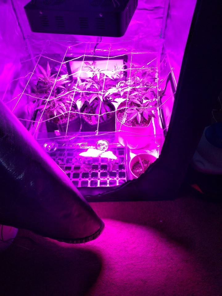 scrog.jpg