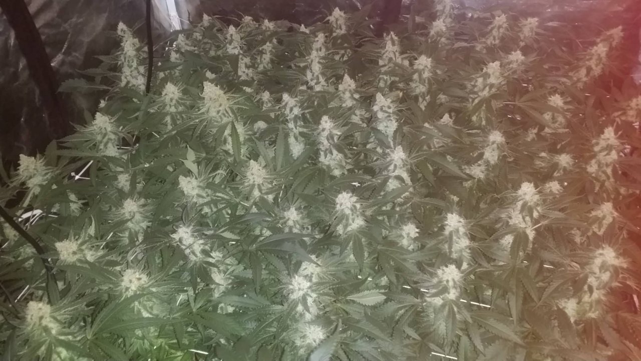 SCROG.jpg