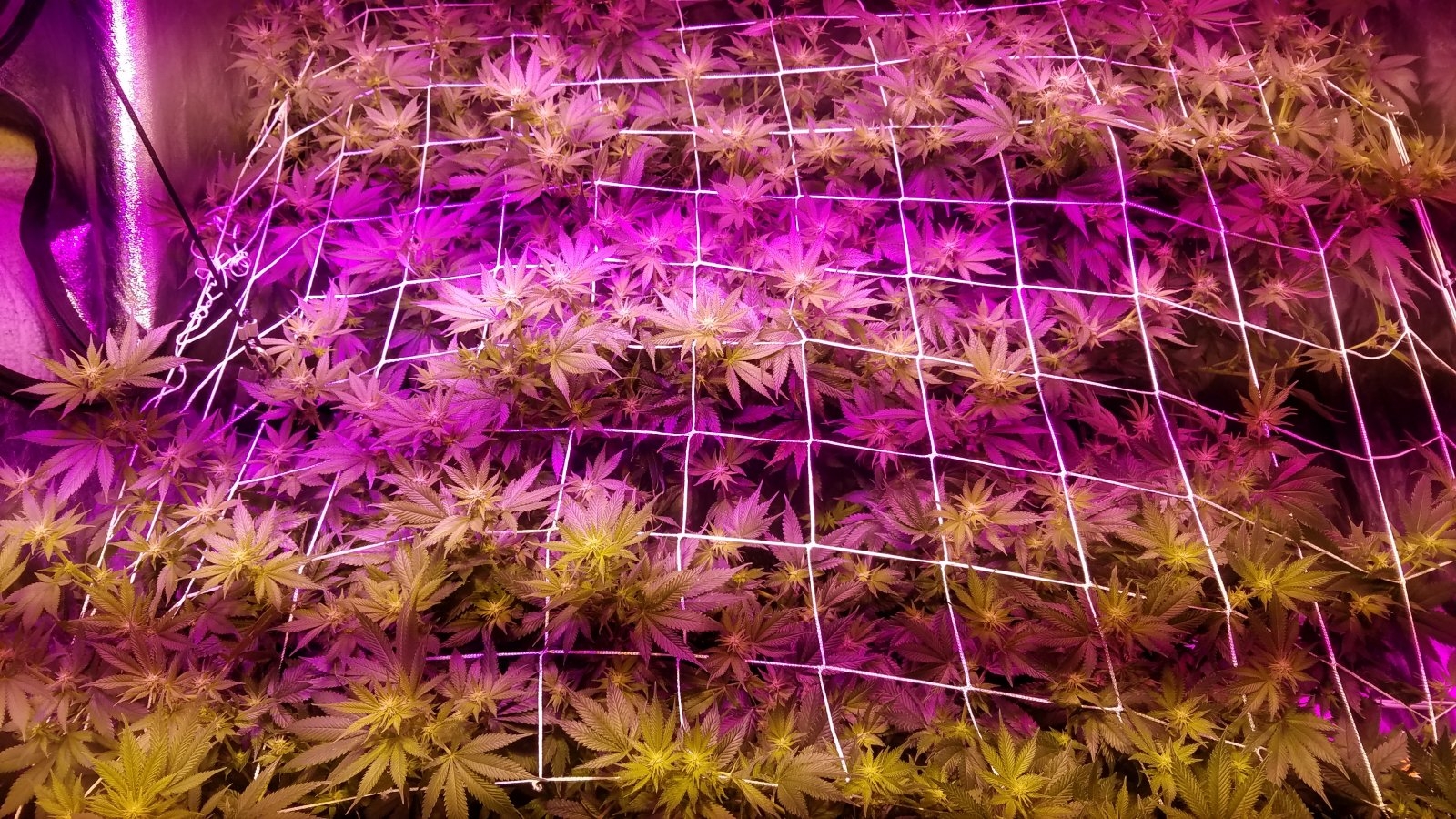 scrog.jpg