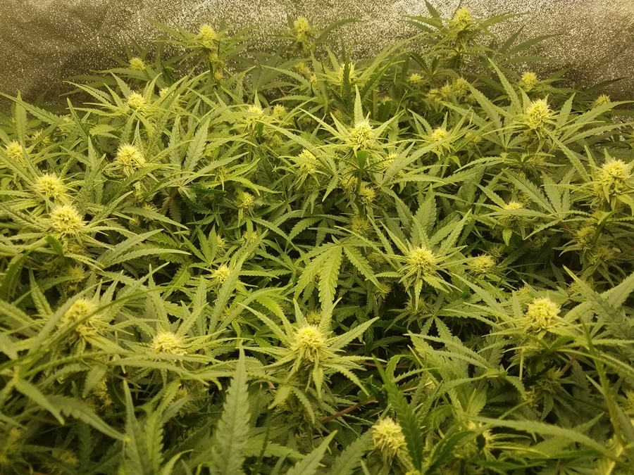 SCROG .jpg