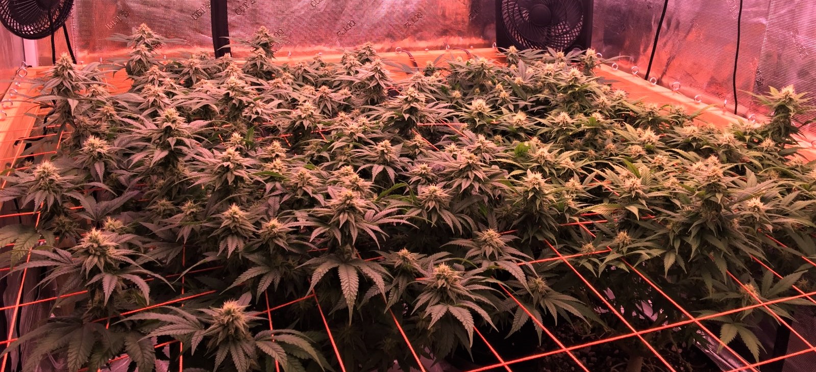 scrog June 1.jpg