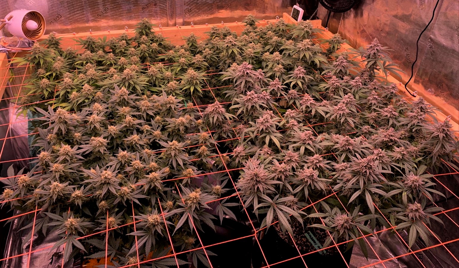 Scrog June 18.jpg