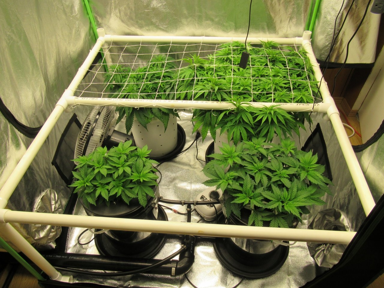 Scrog net