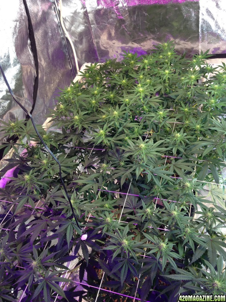 scrog on day 16 of flower