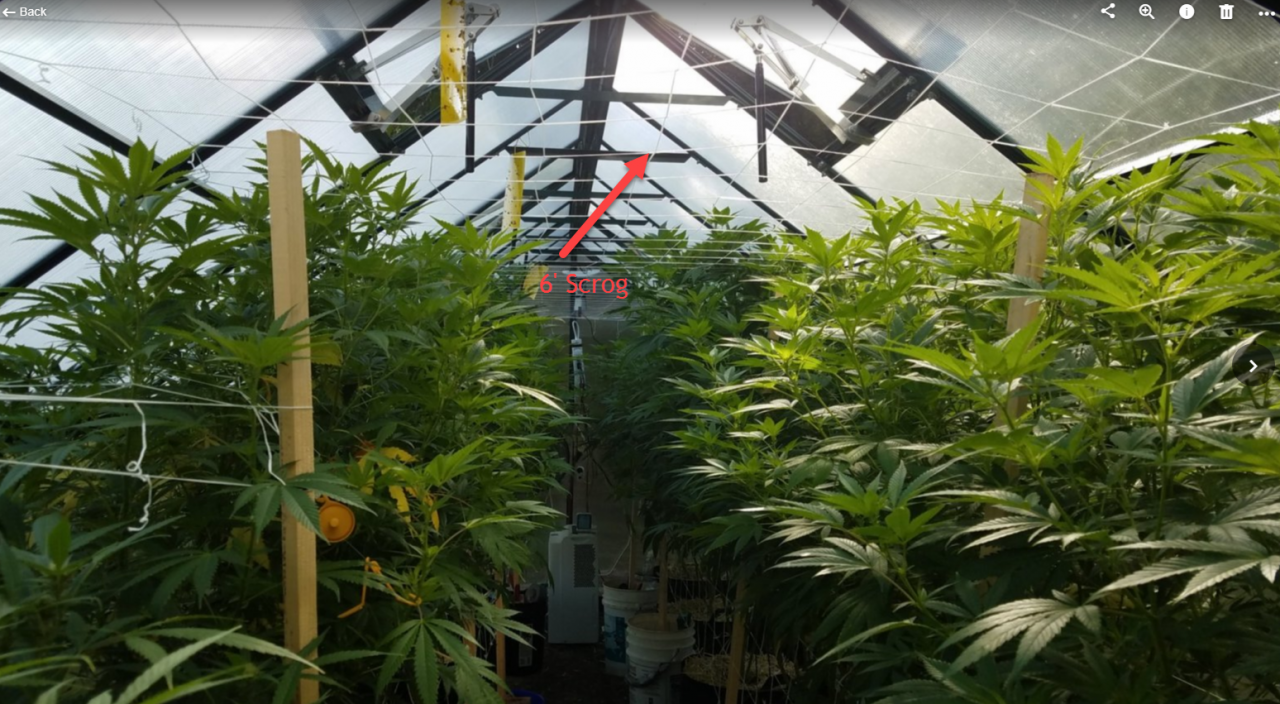 scrog.png