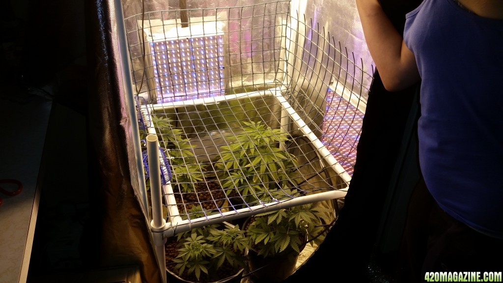 Scrog Screen Installed for 1st time