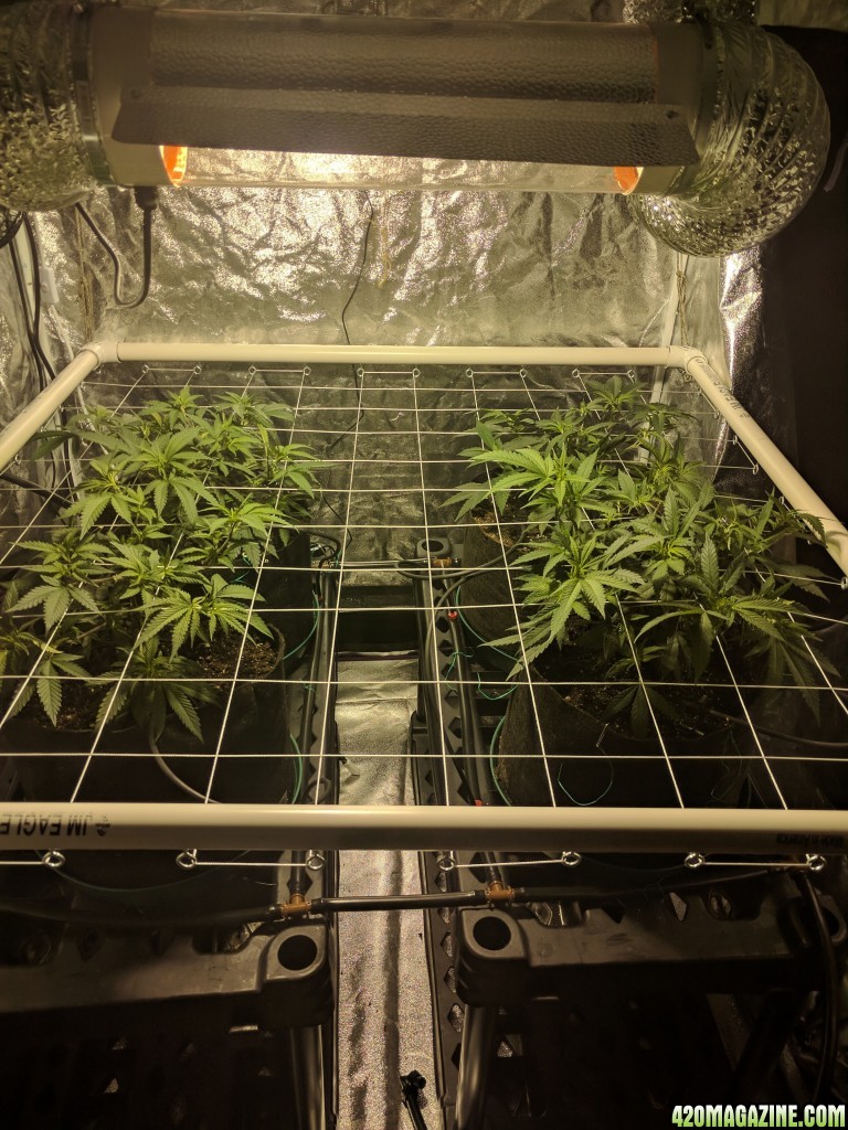 Scrog set up