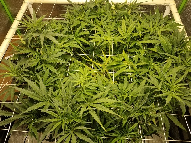 SCROG step 3.jpg