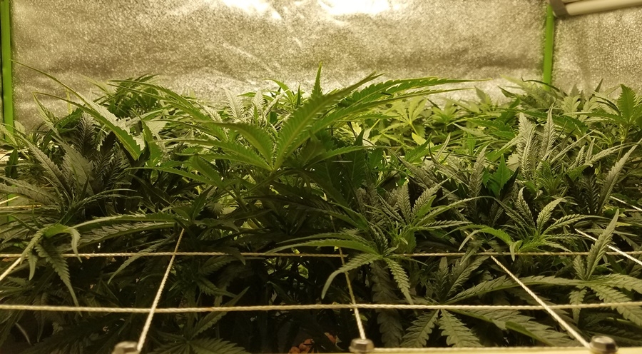 SCROG step 3b.jpg