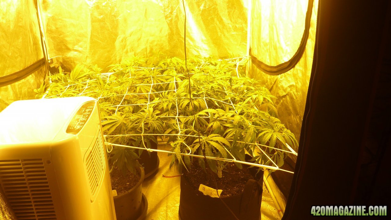 Scrog time tent 2