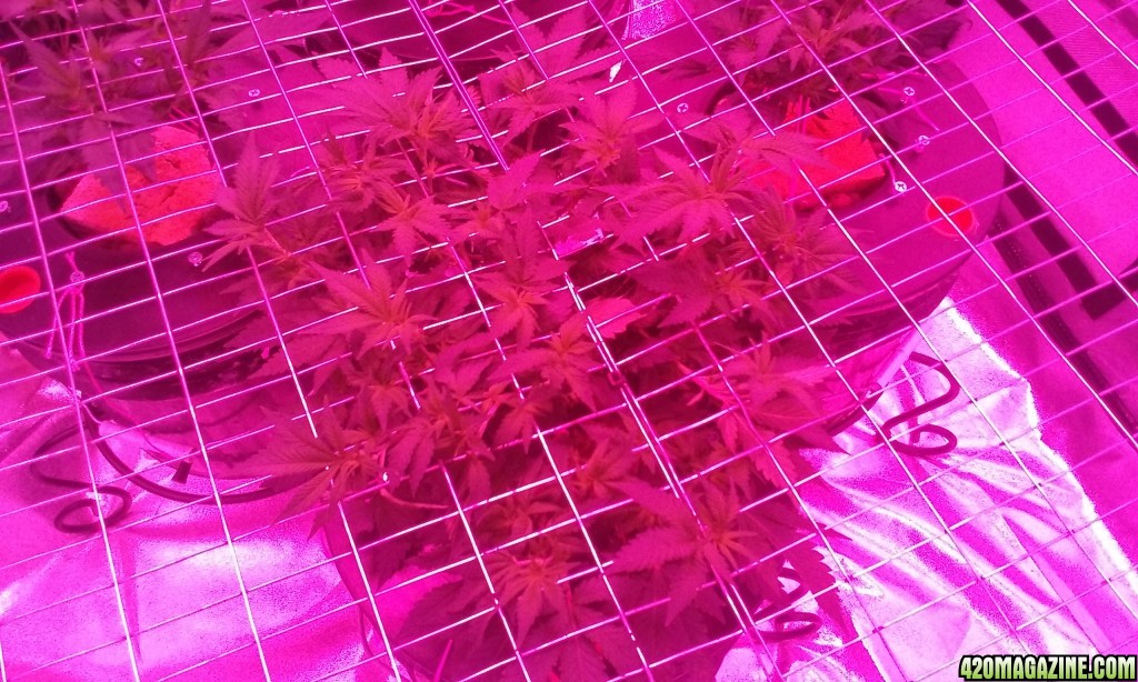 scrog update