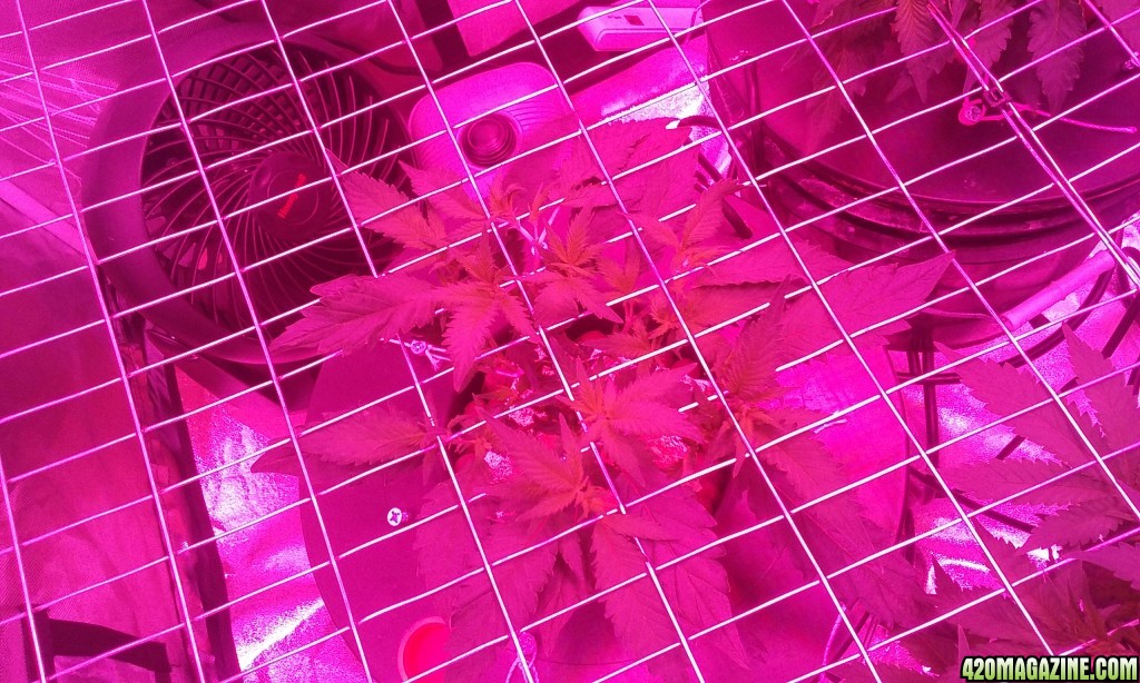 scrog update