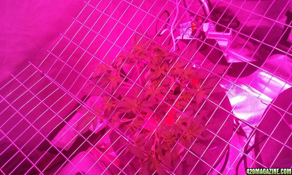 scrog update