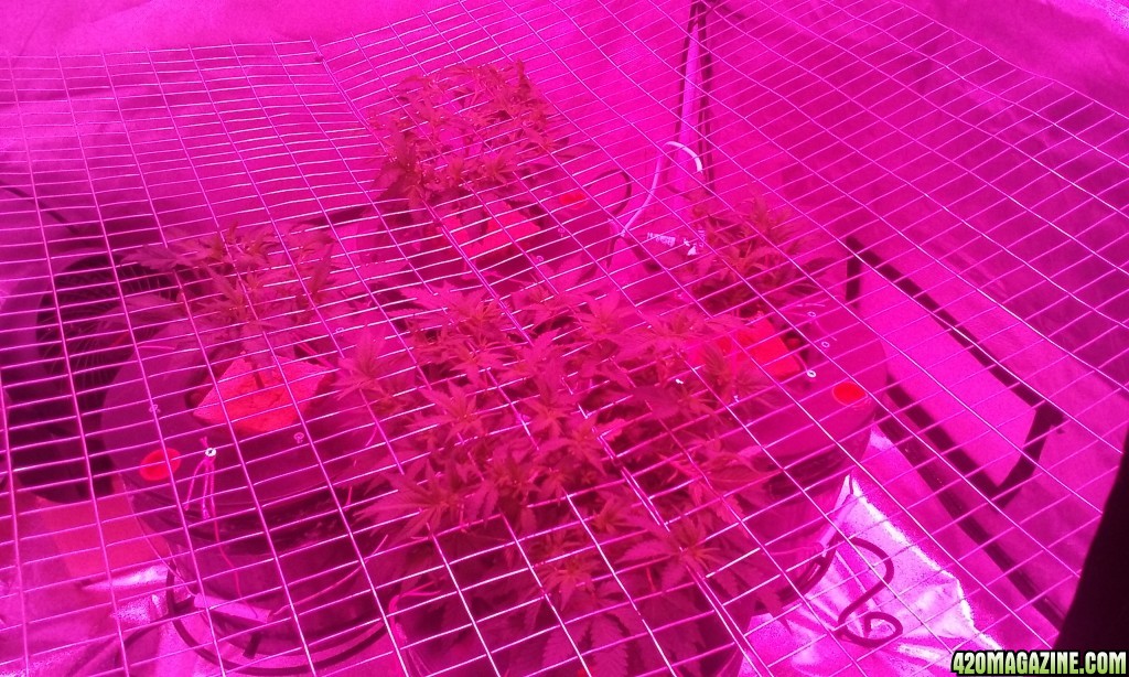 scrog update