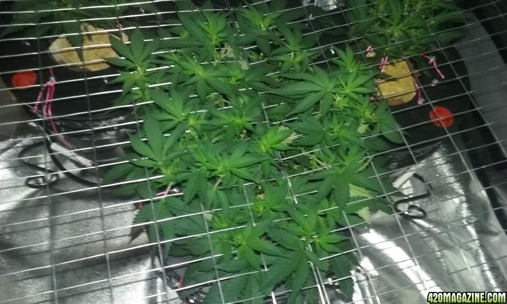 scrog update