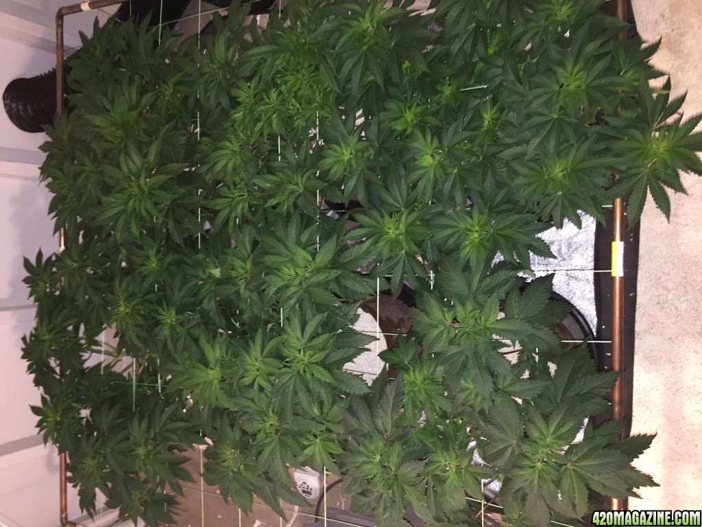 Scrog