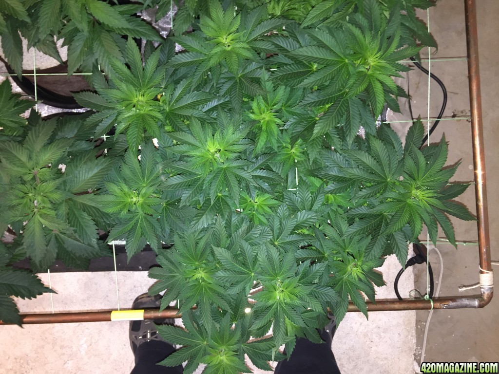 Scrog