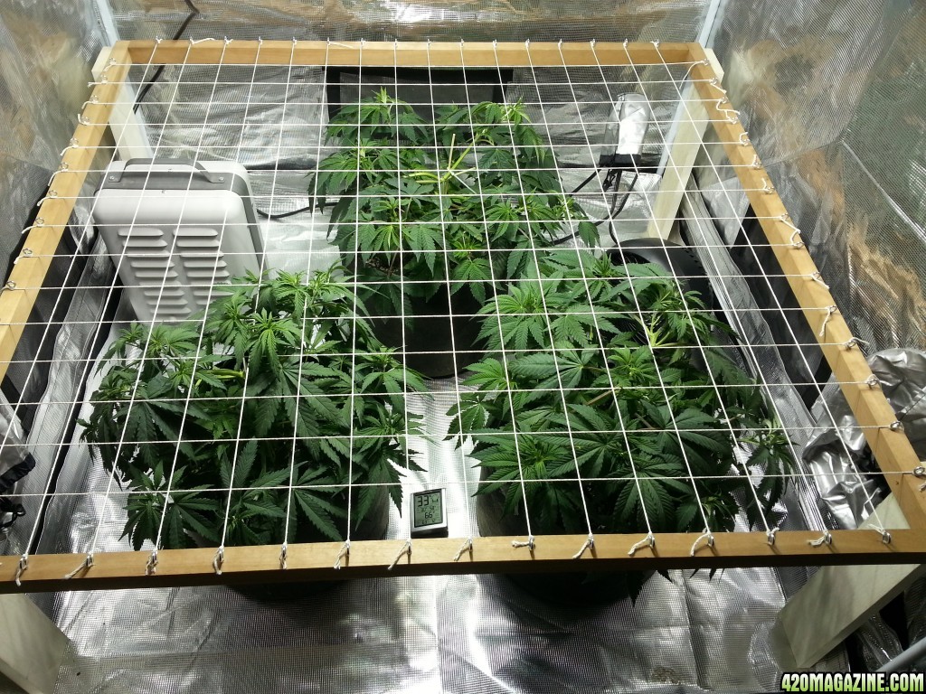 ScrOG