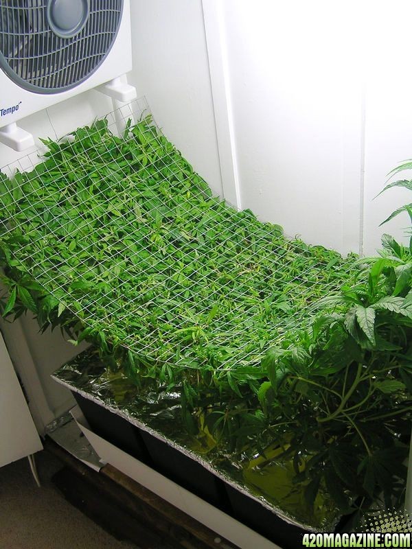 scrog