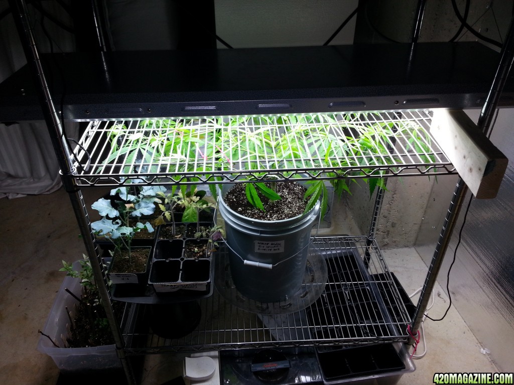 Scrog