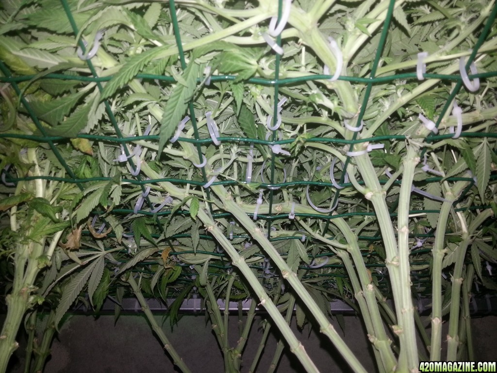 SCROG