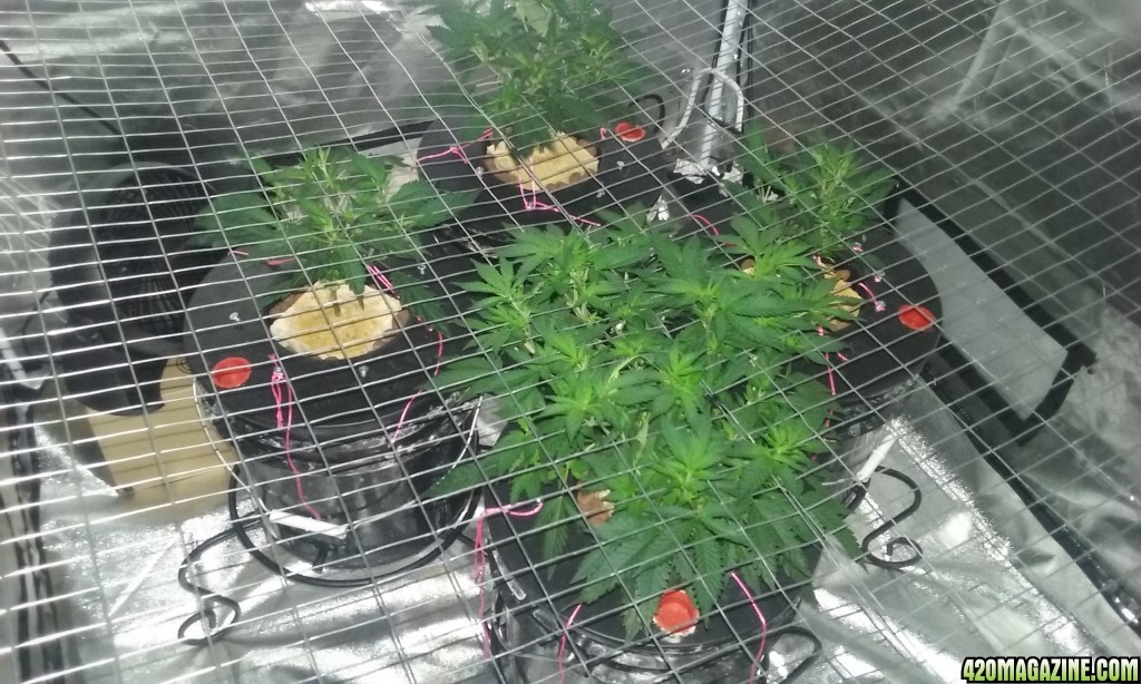 scrog