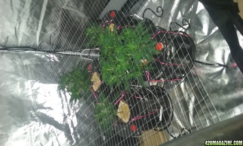 scrog