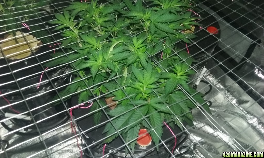 scrog