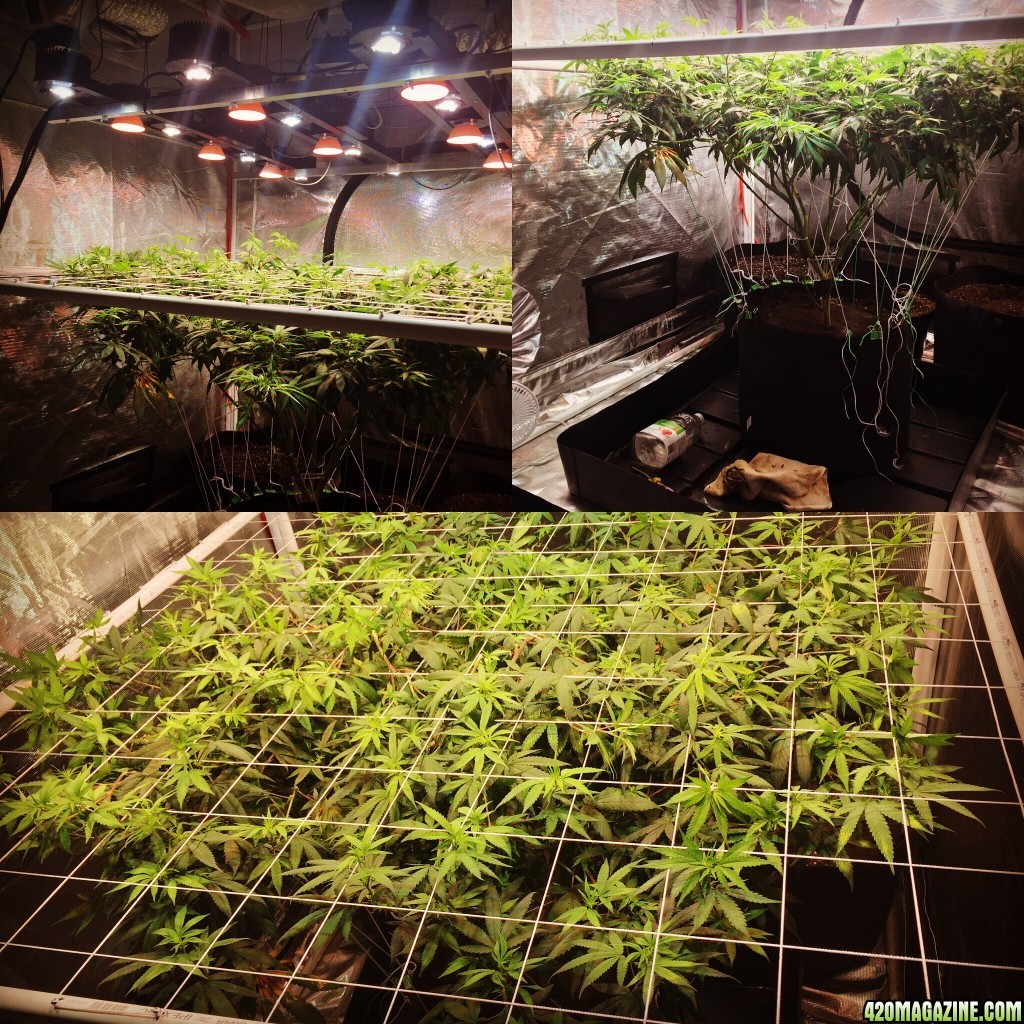 Scrog3way