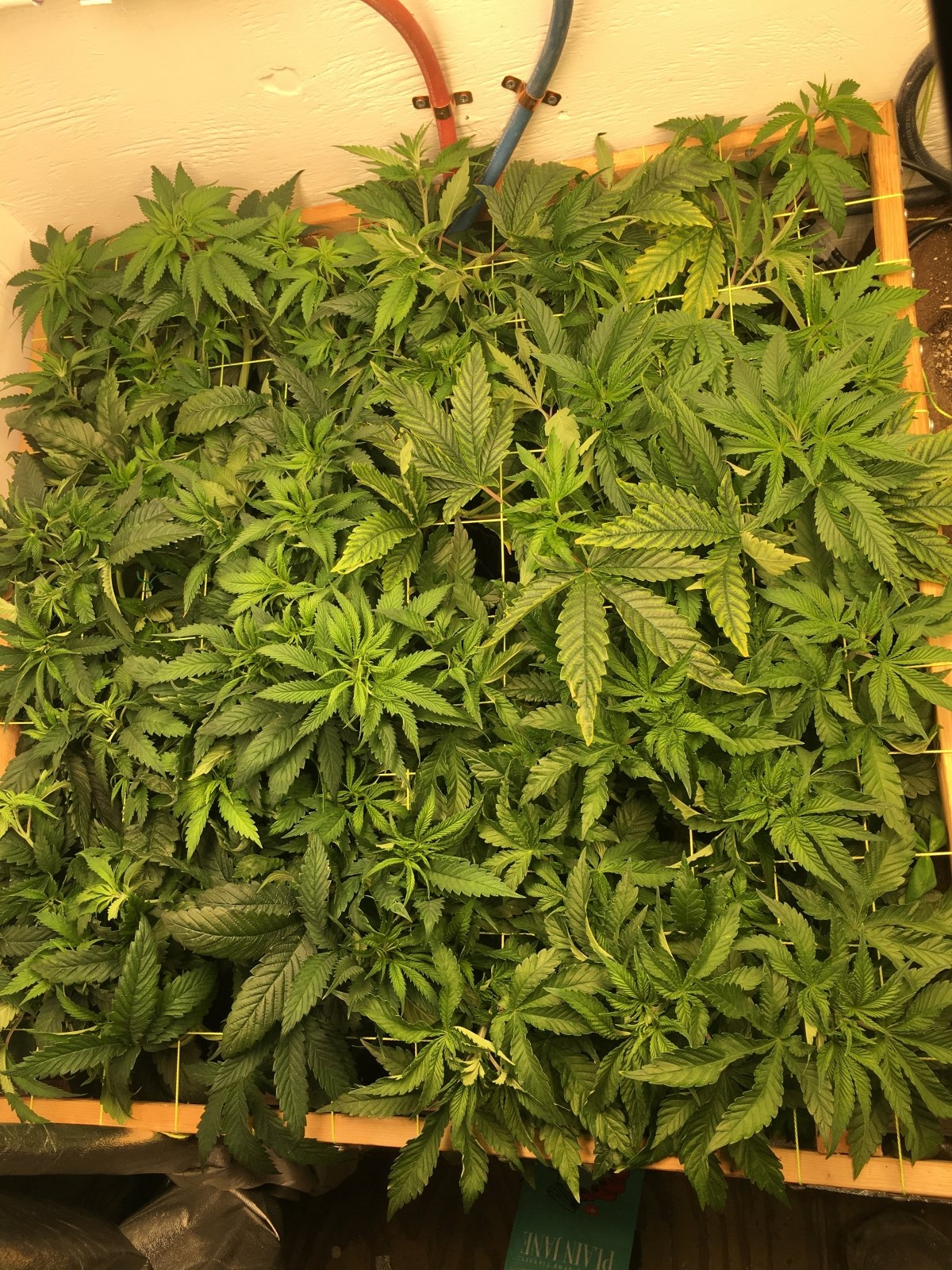 scrog5 weeks.JPG